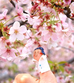 5-ohanami-bob.JPG